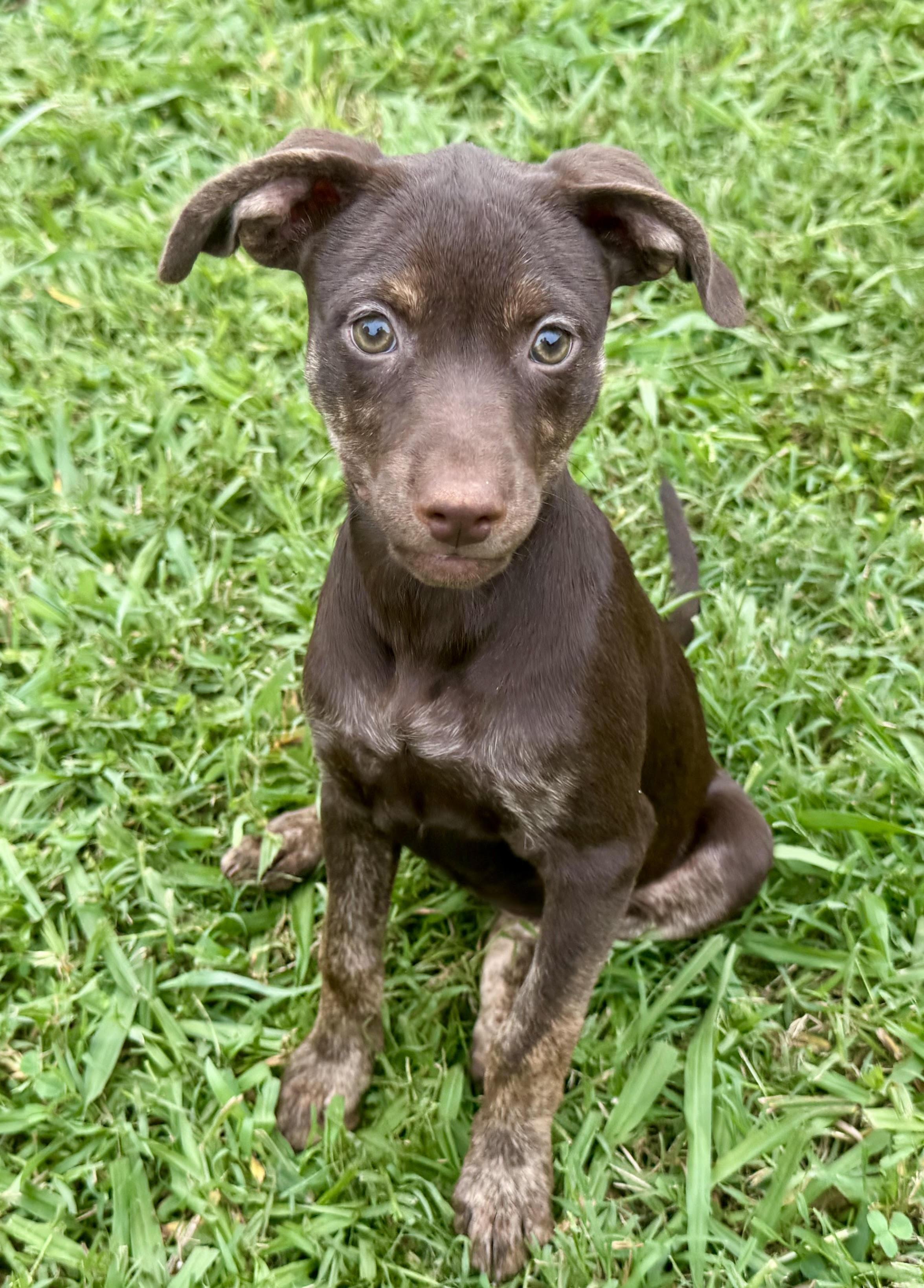 Vicky, a ADOPTABLE Terrier in Maiden, NC image 3/5
