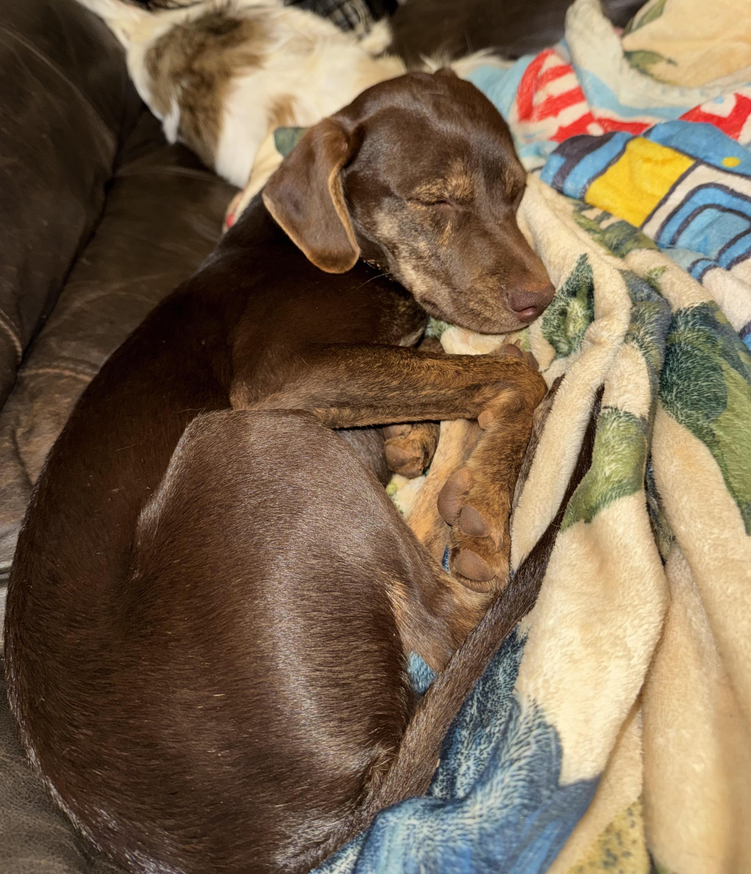 Enlarge Vicky, a Adoptable mixed breed in Maiden, NC image 3/5