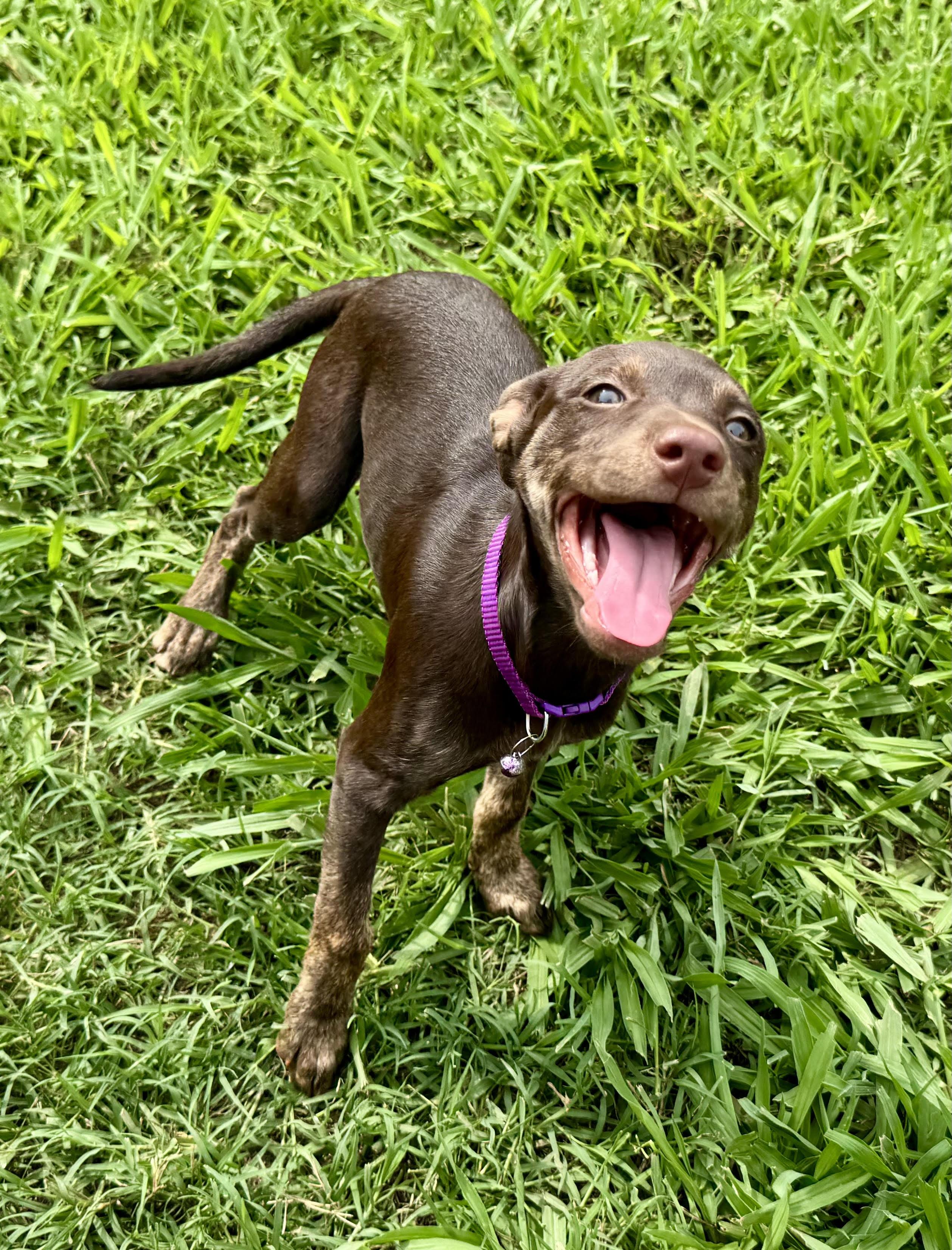 Vicky, a ADOPTABLE Terrier in Maiden, NC image 4/5
