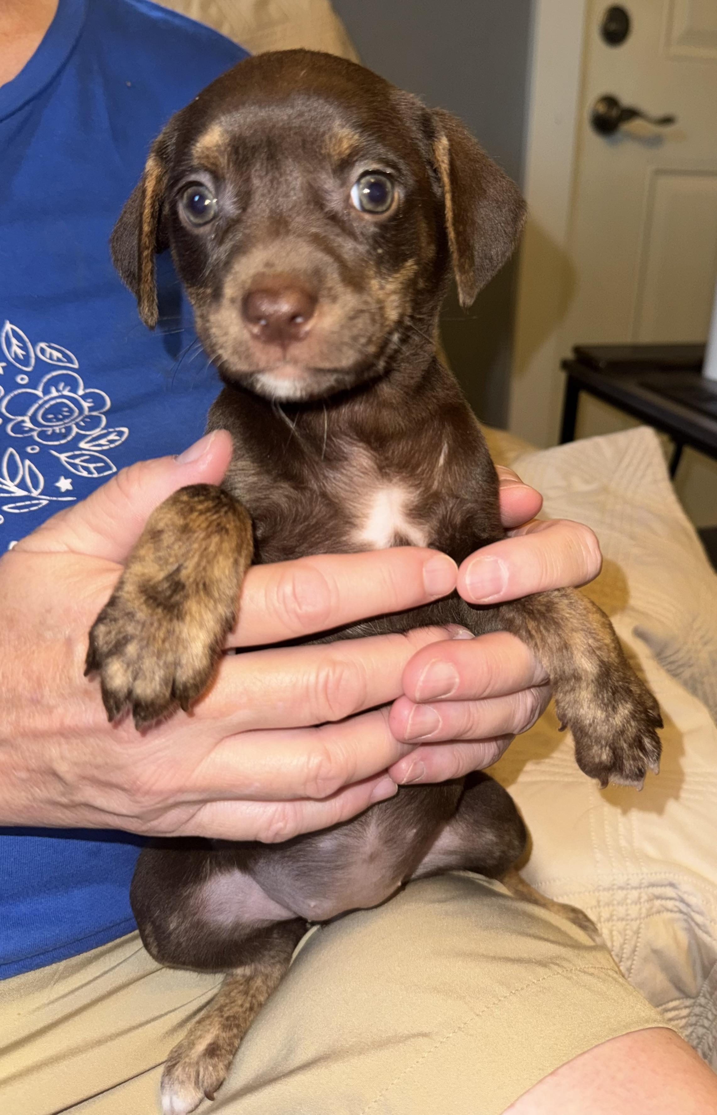 Vicky, a ADOPTABLE Terrier in Maiden, NC image 5/5