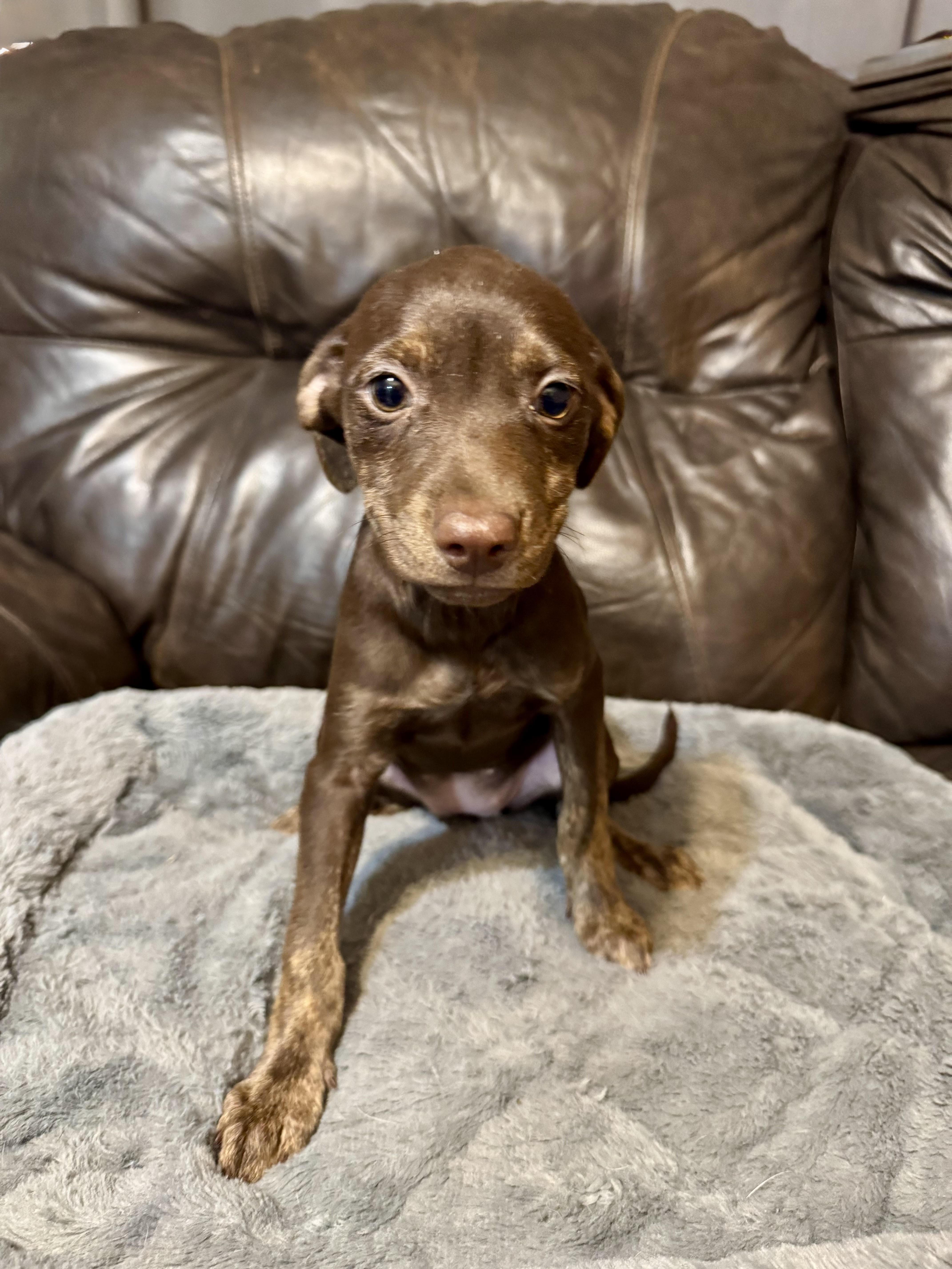 Vicky, a ADOPTABLE Terrier in Maiden, NC image 2/5