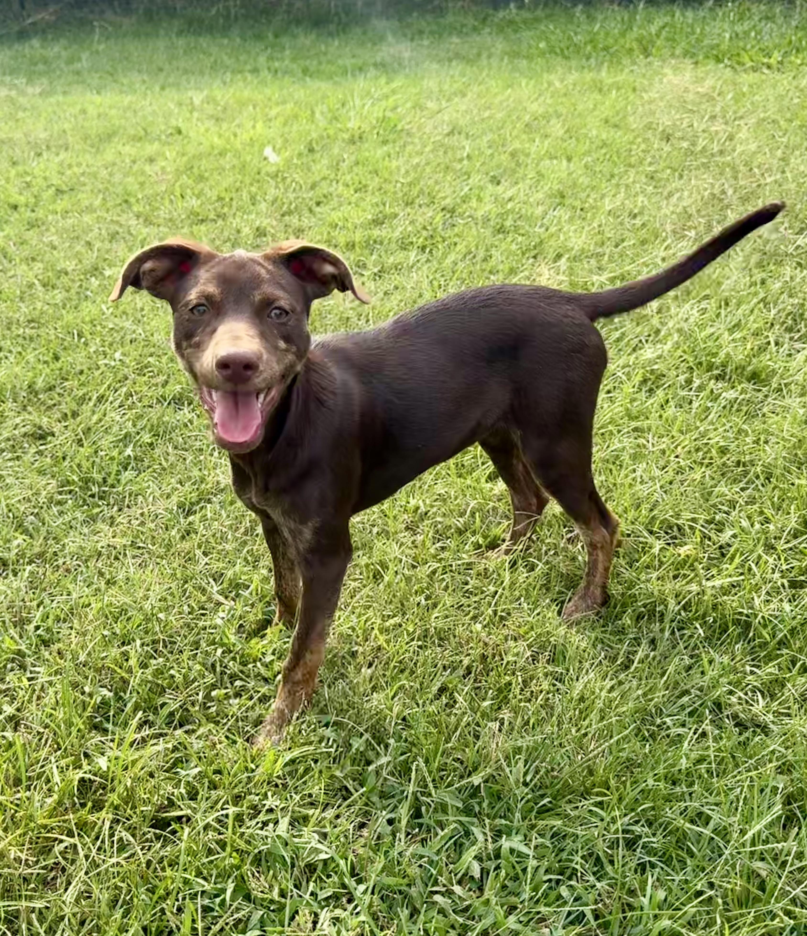 Enlarge Vicky, a ADOPTABLE Terrier in Maiden, NC image 1/5
