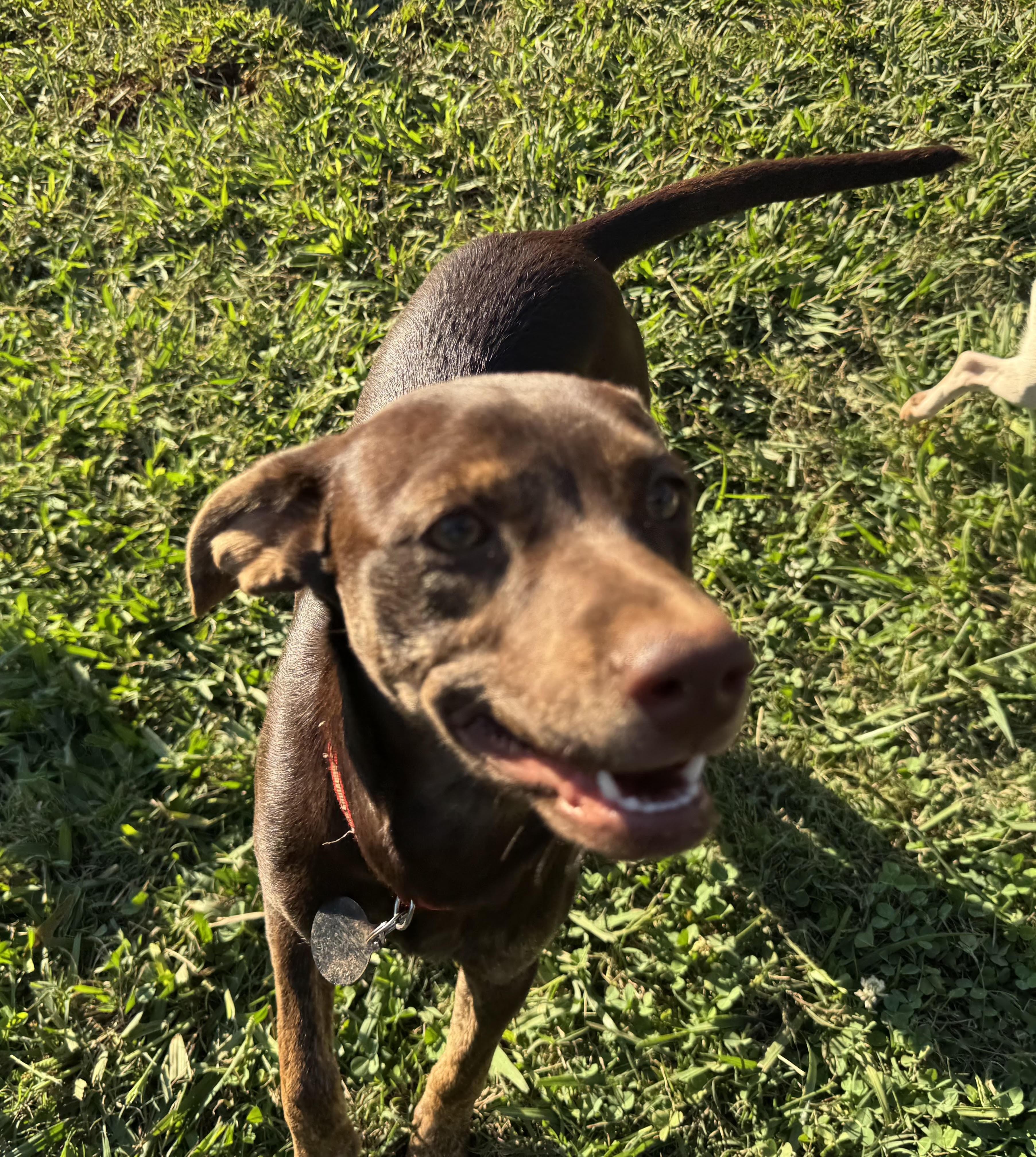 Enlarge Vicky, a Adoptable mixed breed in Maiden, NC image 2/5