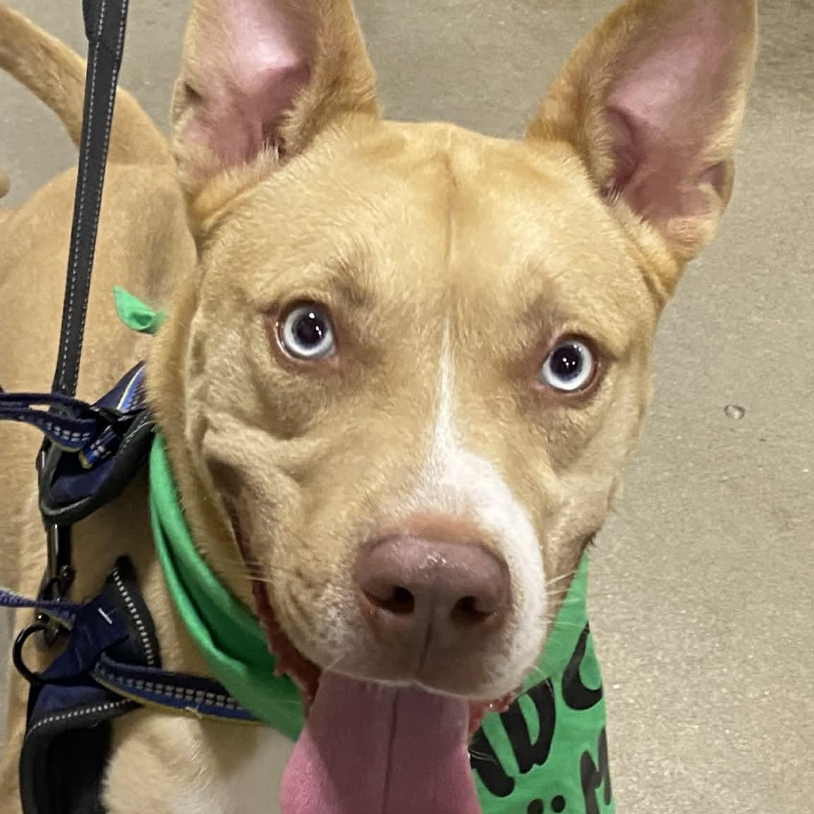 MOOSE - Needs a Foster or Adopter, a Adoptable mixed breed in Largo, FL image 3/6