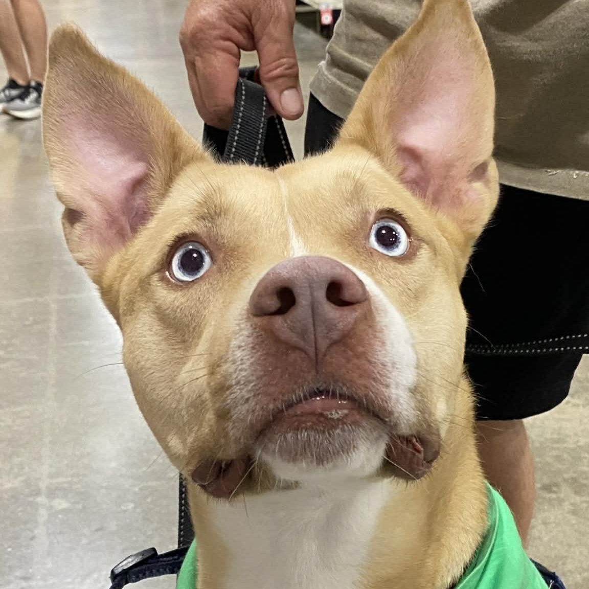 MOOSE - Needs a Foster or Adopter, a Adoptable mixed breed in Largo, FL image 2/6