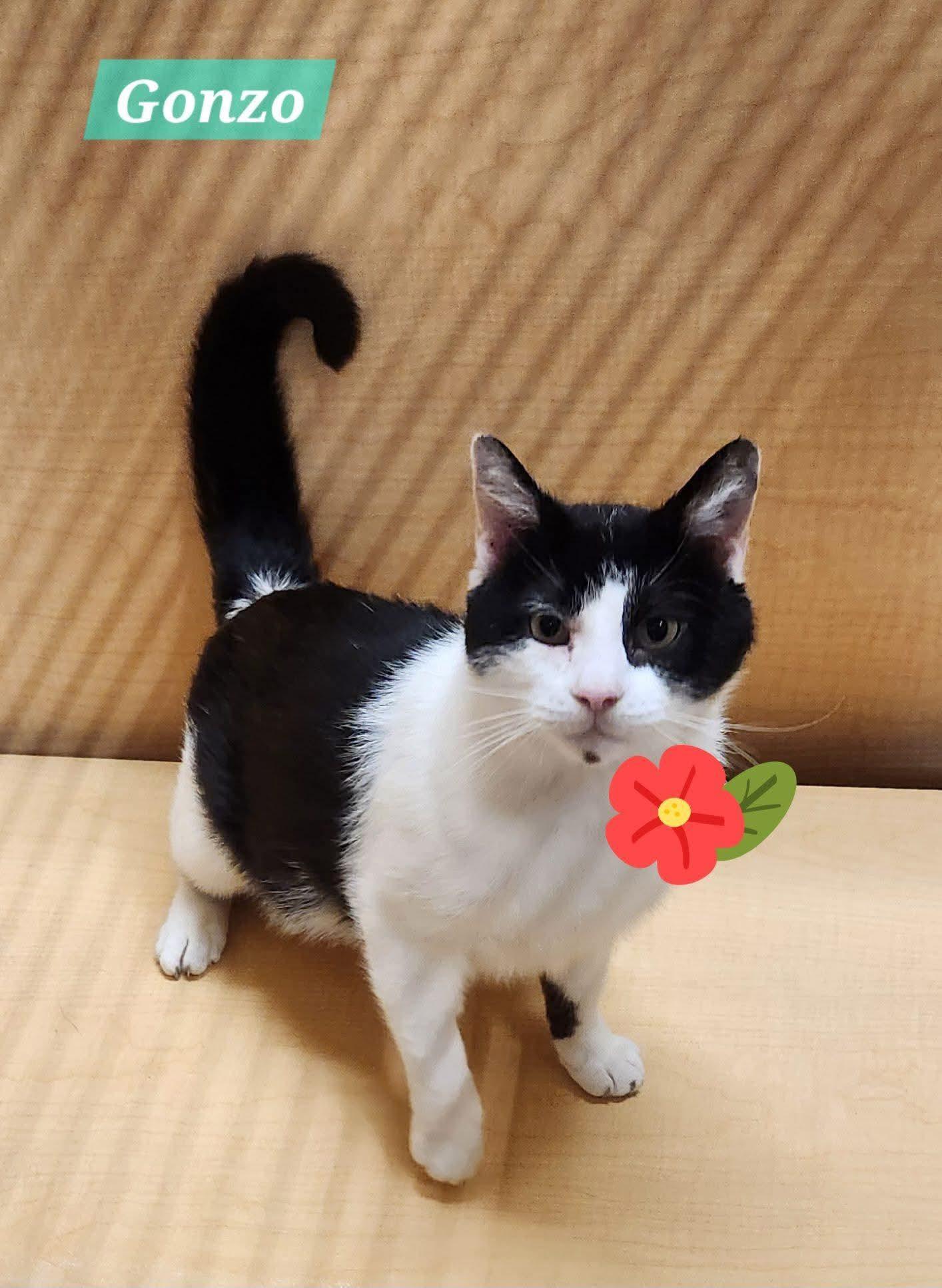 Gonzo, Adoptable, Adult Male Domestic Short Hair.