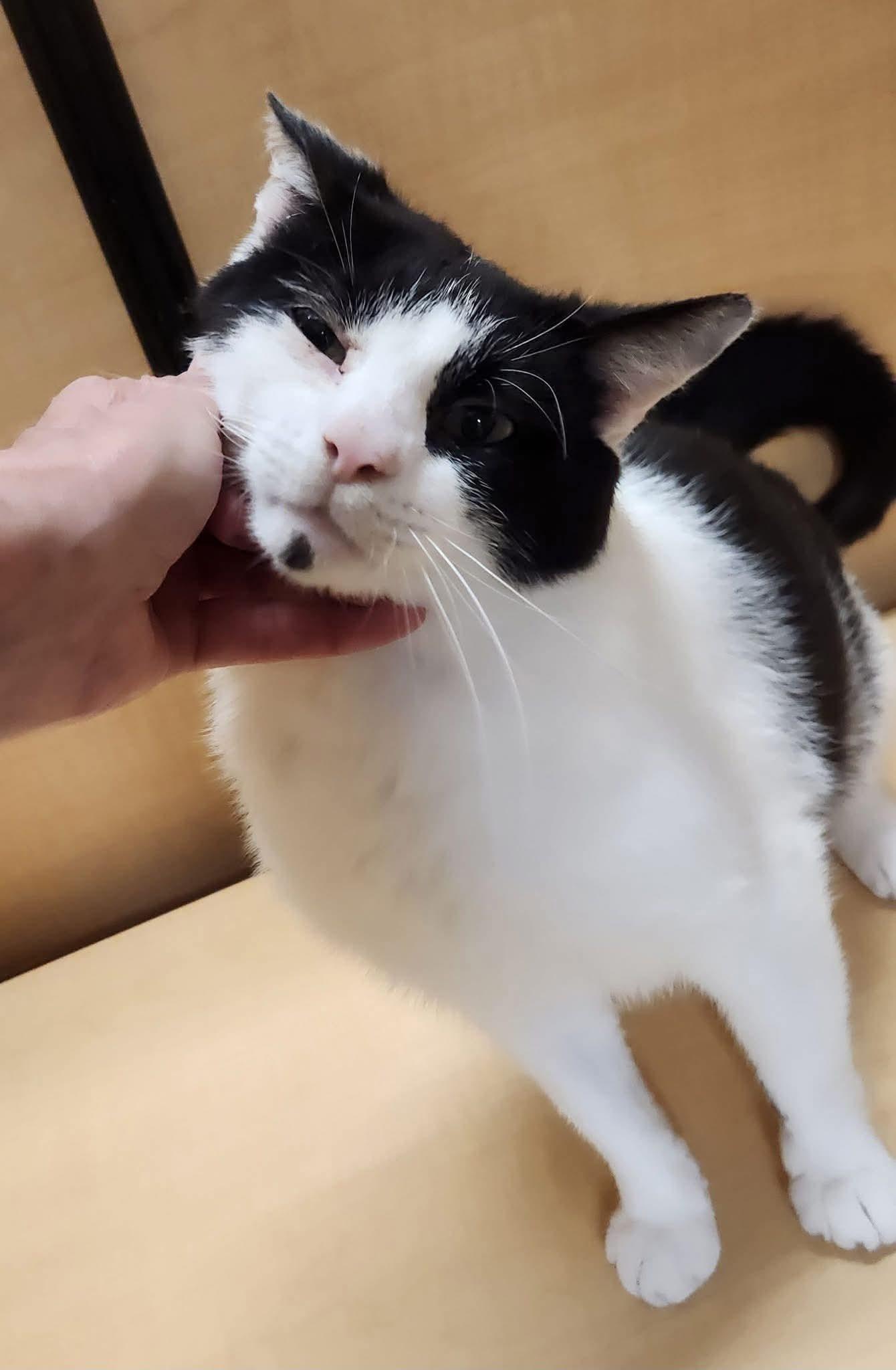 Gonzo, a Adoptable Domestic Short Hair in Sicklerville , NJ image 2/3