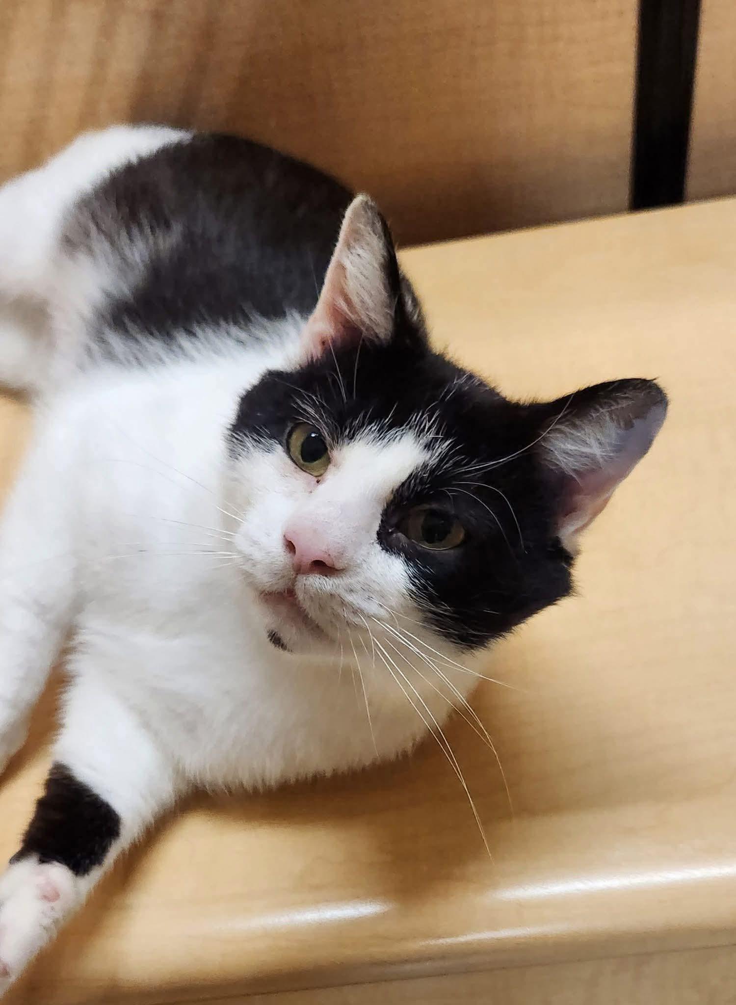 Gonzo, a Adoptable Domestic Short Hair in Sicklerville , NJ image 3/3
