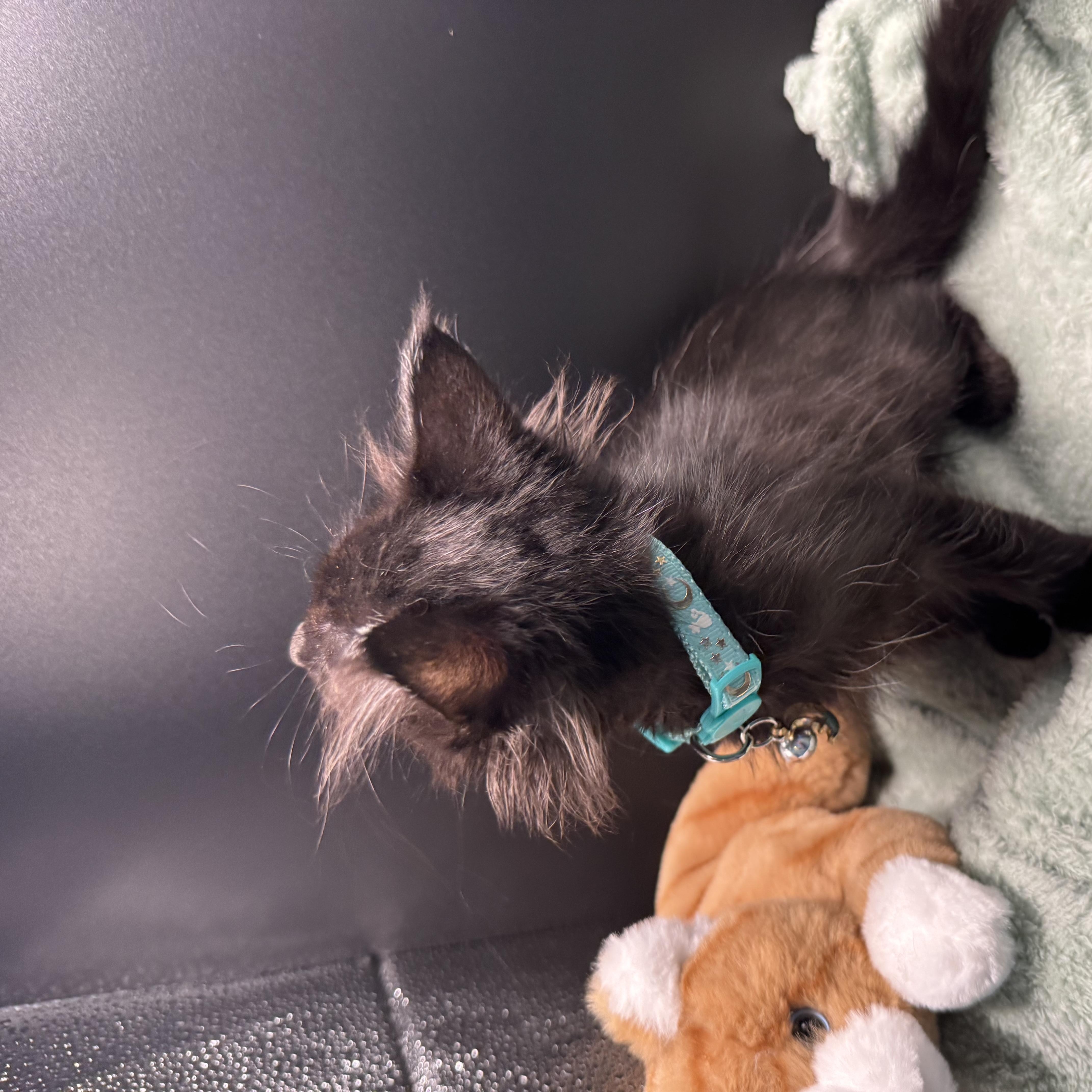 Enlarge Bella, an adopted mixed breed in Houston, TX image 6/6