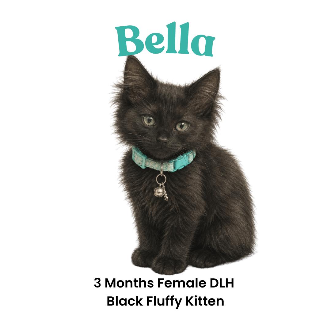 Enlarge Bella, an adopted mixed breed in Houston, TX image 2/6