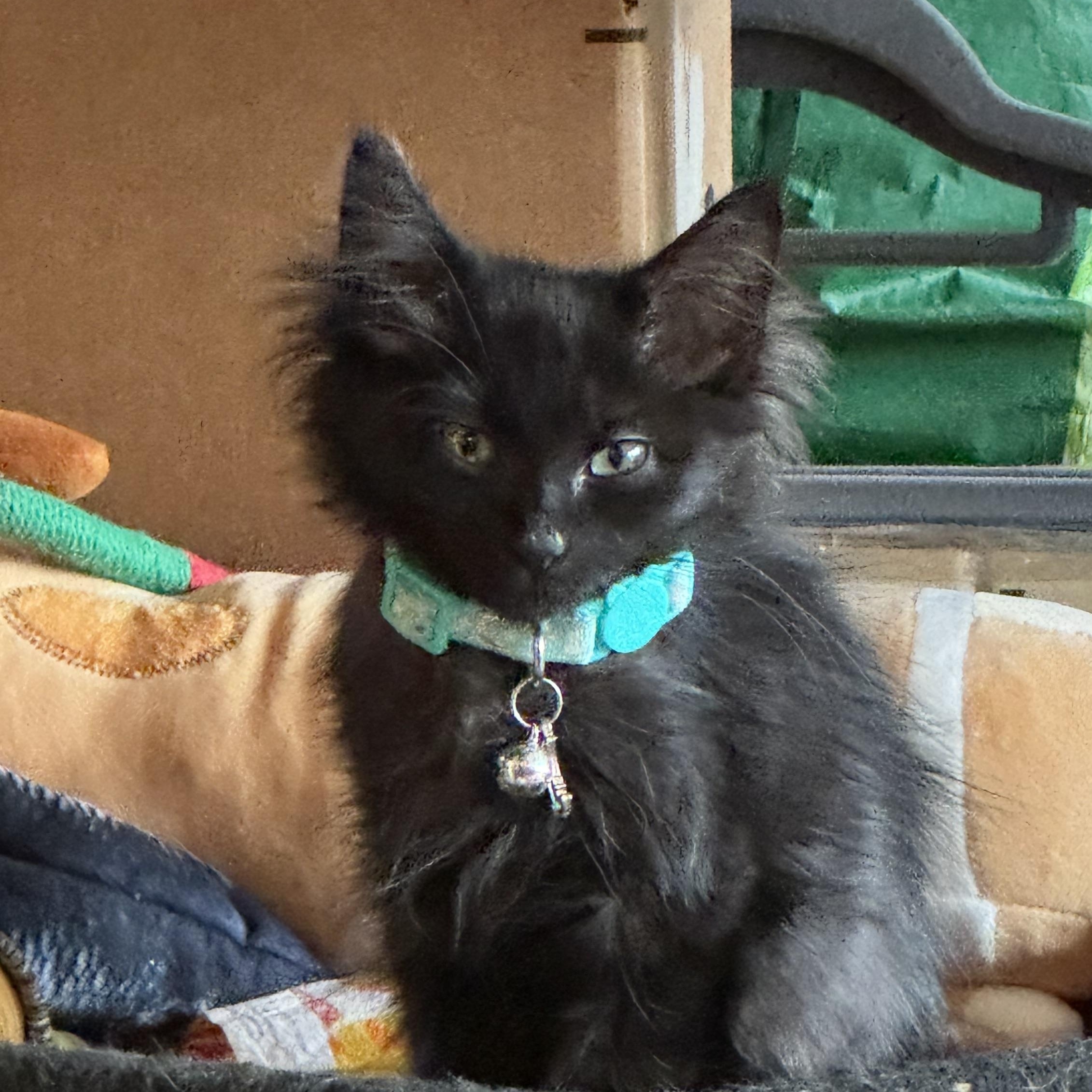 Bella, adopted, Kitten Female Domestic Long Hair & Maine Coon.