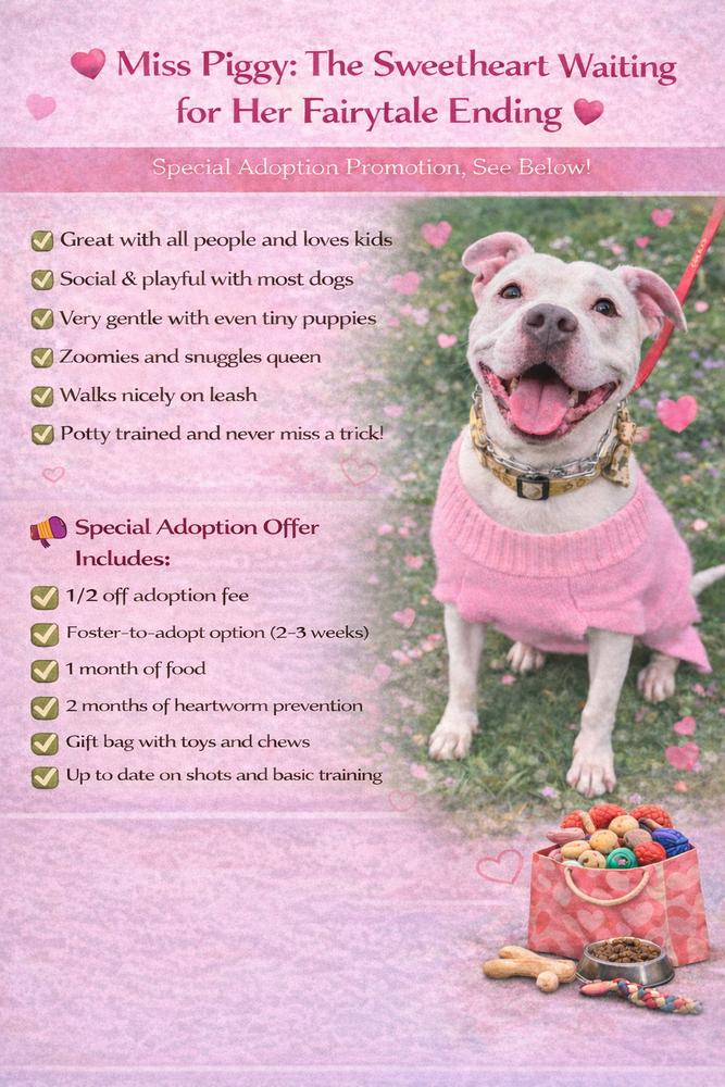 Miss Piggy, Adoptable, Adult Female Pit Bull Terrier.