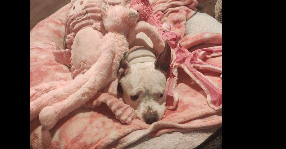 Miss Piggy, a Adoptable mixed breed in Naperville, IL image 2/6