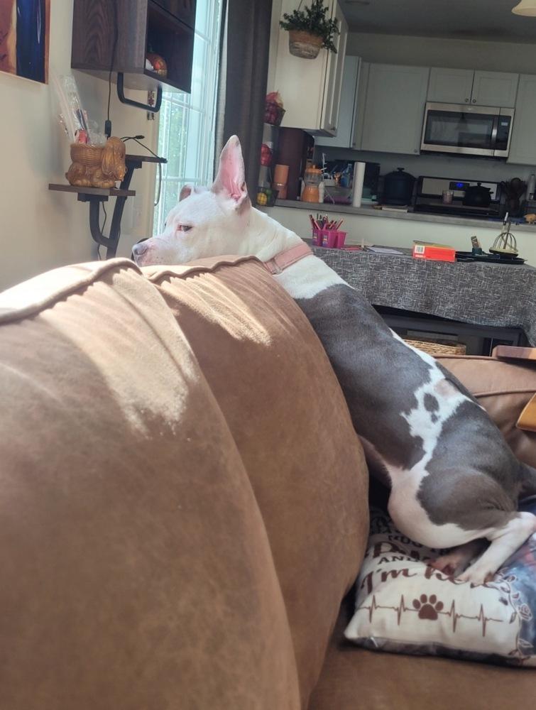 Miss Piggy, a Adoptable mixed breed in Naperville, IL image 3/6