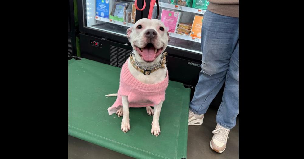 Miss Piggy, a Adoptable mixed breed in Naperville, IL image 4/6