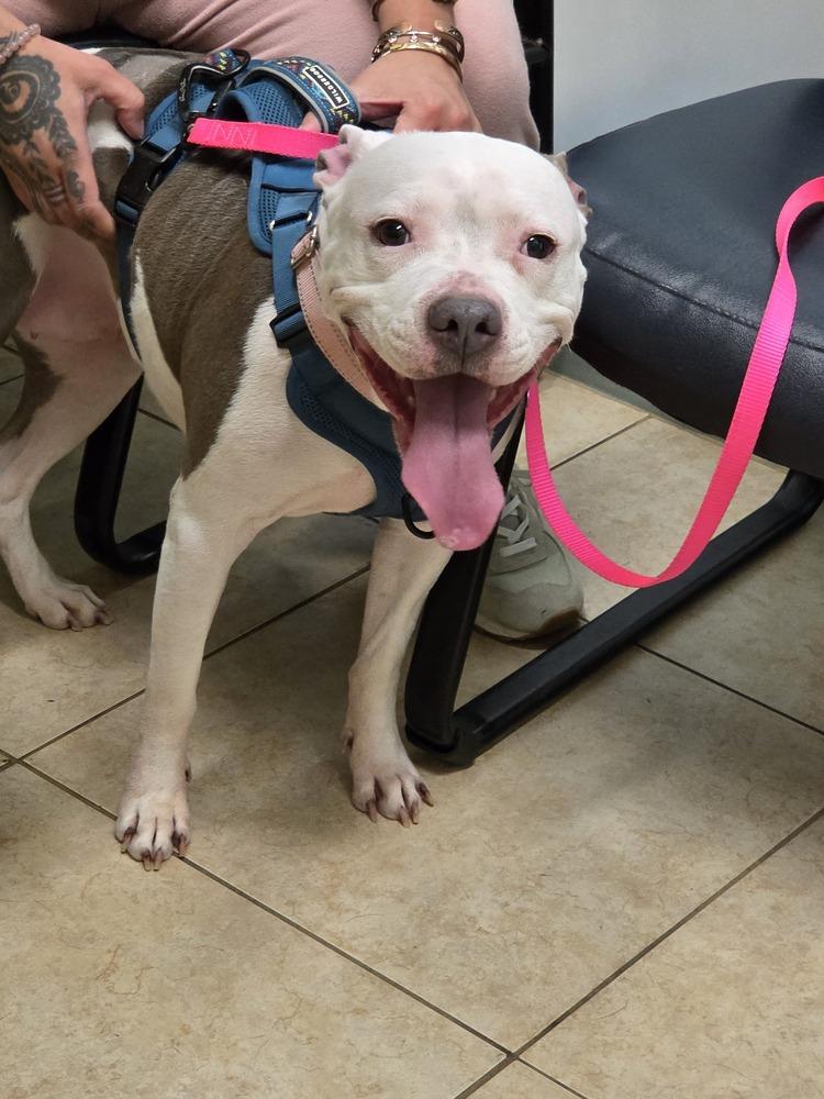 Miss Piggy, a Adoptable mixed breed in Naperville, IL image 6/6