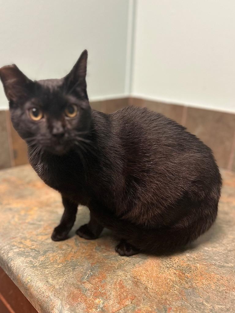 Enlarge Thyme, a ADOPTABLE Domestic Short Hair in Columbus, NE image 1/1