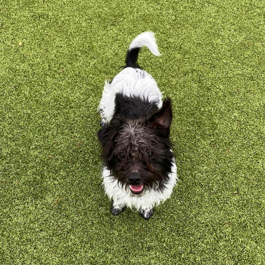 Enlarge Sprocket, a ADOPTABLE mixed breed in Friday Harbor, WA image 2/4