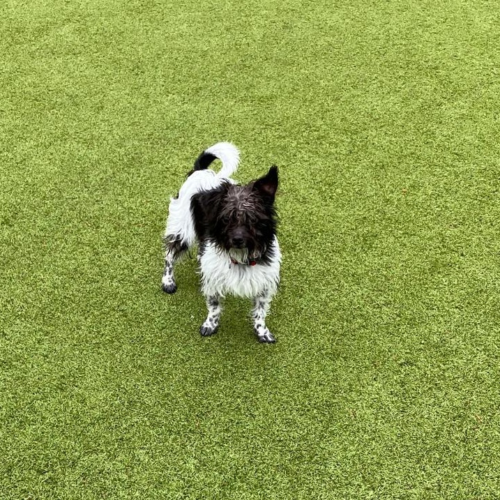 Enlarge Sprocket, a ADOPTABLE mixed breed in Friday Harbor, WA image 3/4
