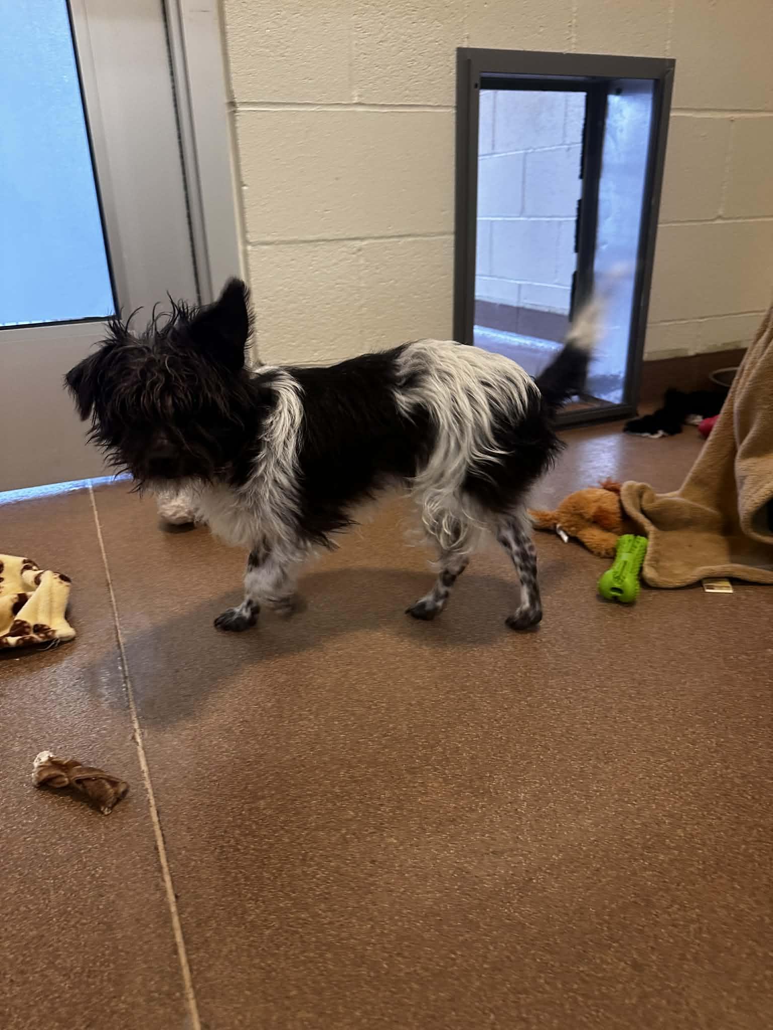 Sprocket, a ADOPTABLE mixed breed in Friday Harbor, WA image 1/2