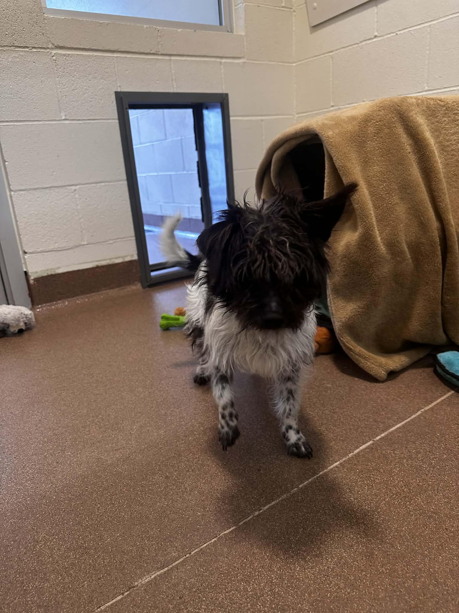 Sprocket, a ADOPTABLE mixed breed in Friday Harbor, WA image 2/2