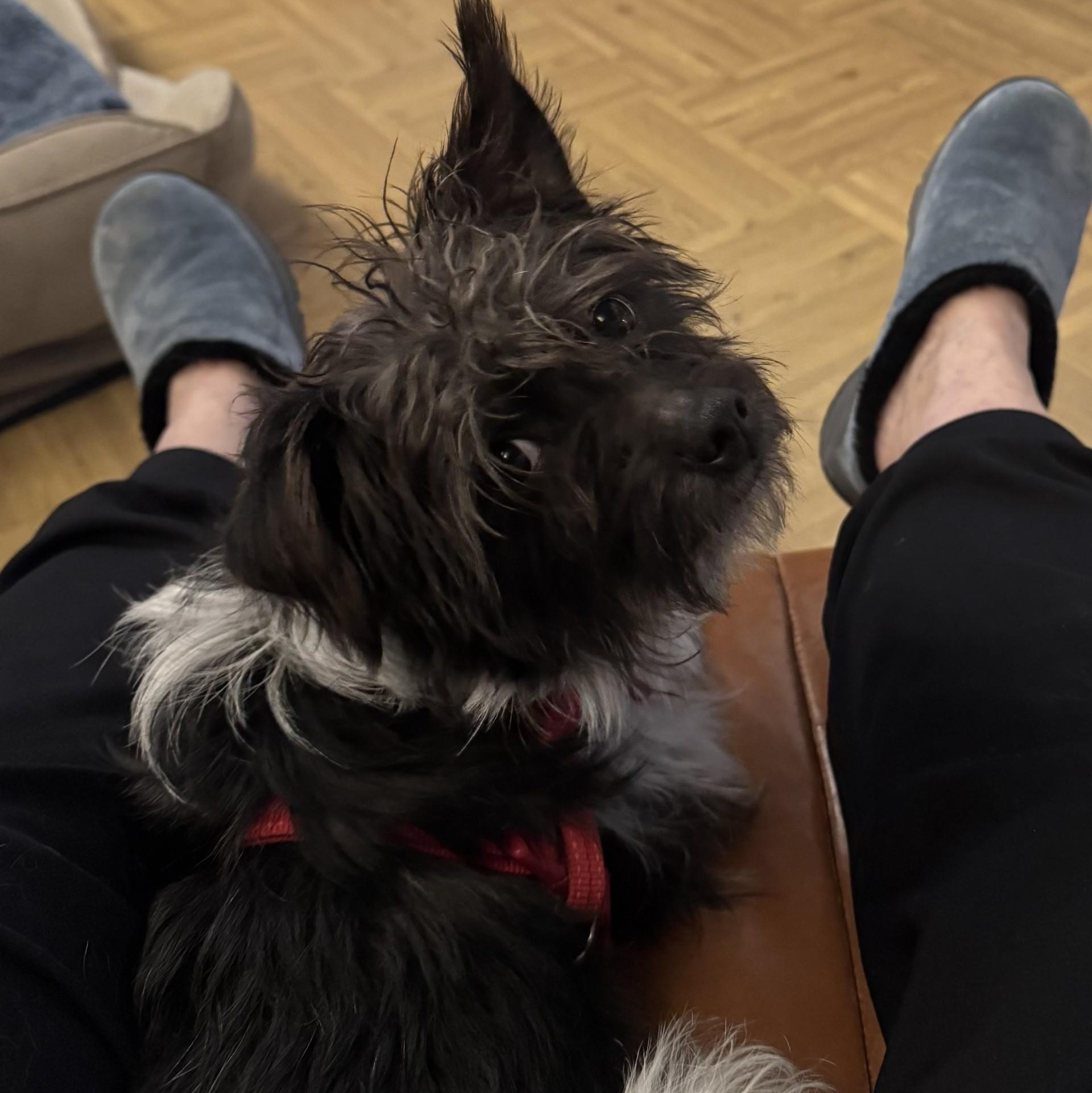 Enlarge Sprocket, a ADOPTABLE mixed breed in Friday Harbor, WA image 4/4