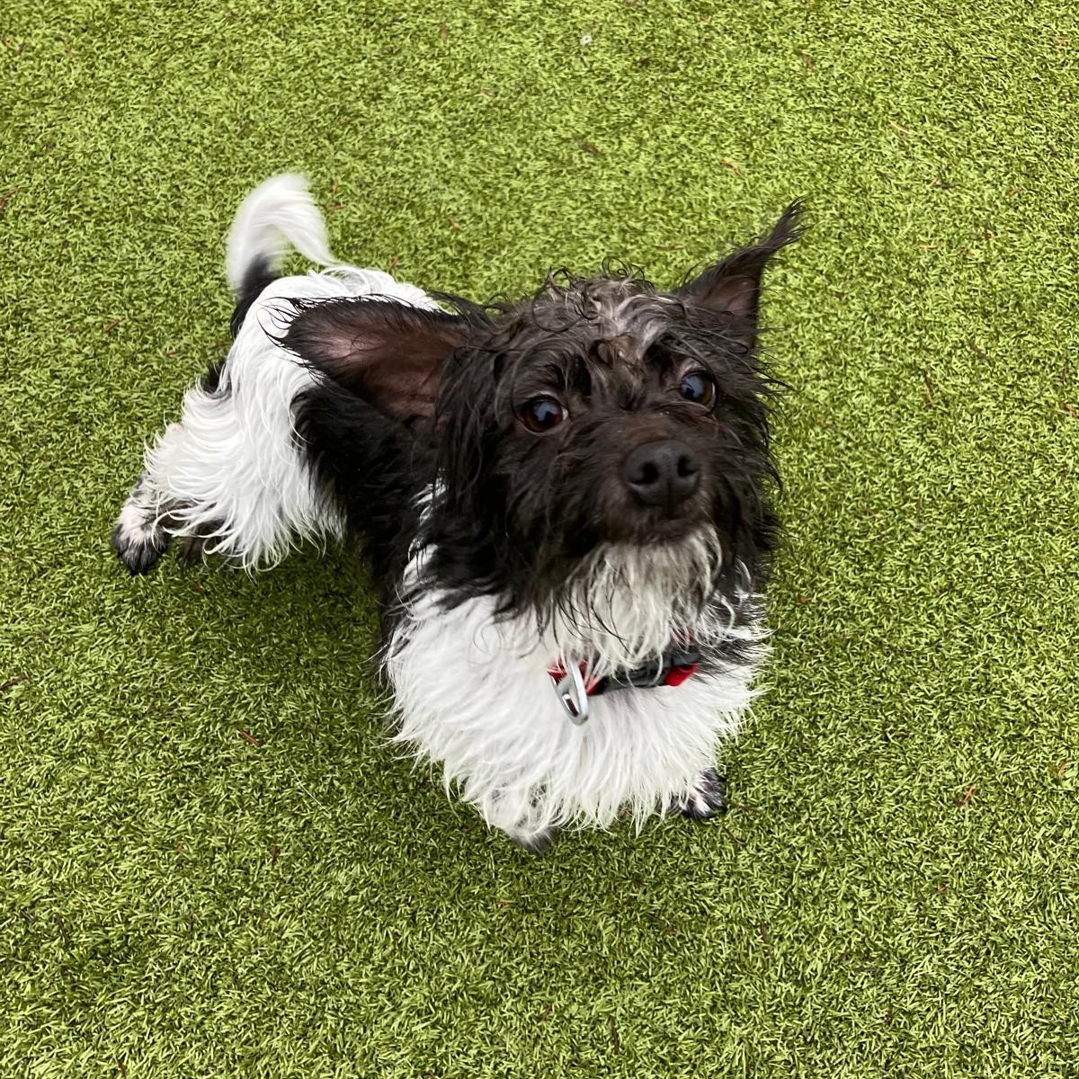 Enlarge Sprocket, a ADOPTABLE mixed breed in Friday Harbor, WA image 1/4
