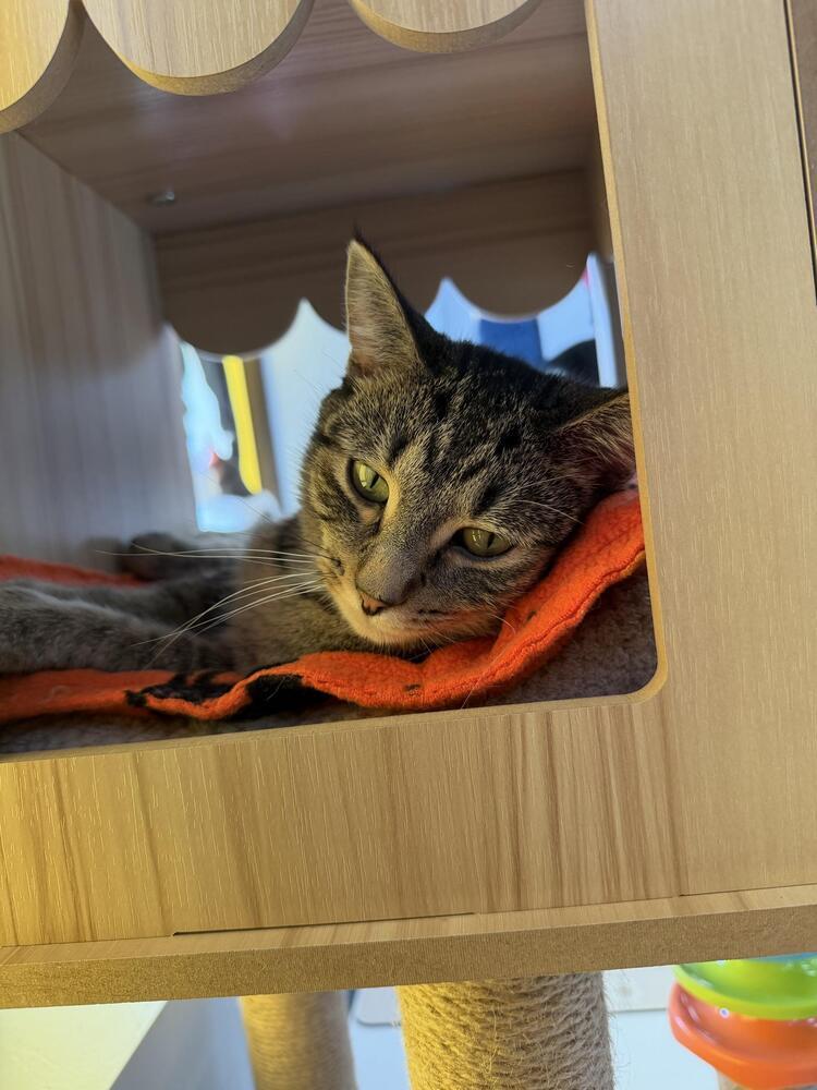 Lima, Adoptable, Adult Female Tabby & Domestic Short Hair.