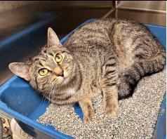 Lima, a Adoptable mixed breed in Plymouth, MN image 2/3