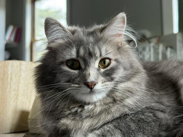 Enlarge Carrie, a ADOPTABLE Domestic Long Hair in Saranac Lake, NY image 1/3