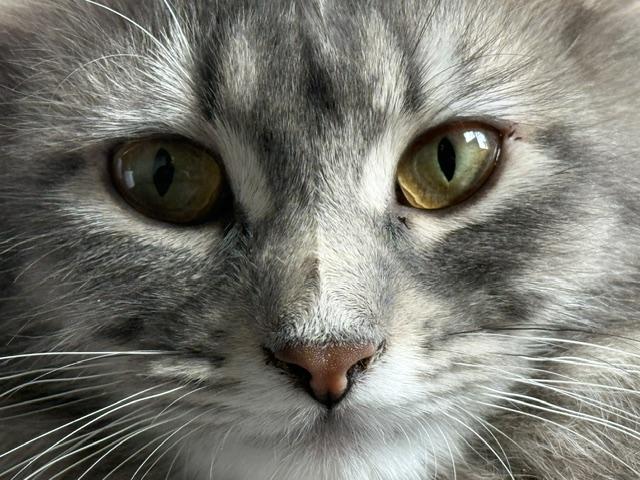 Enlarge Carrie, a ADOPTABLE Domestic Long Hair in Saranac Lake, NY image 3/3