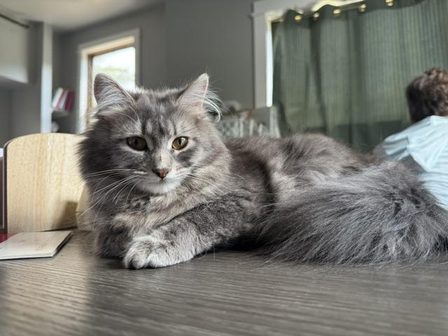 Enlarge Carrie, a ADOPTABLE Domestic Long Hair in Saranac Lake, NY image 2/3