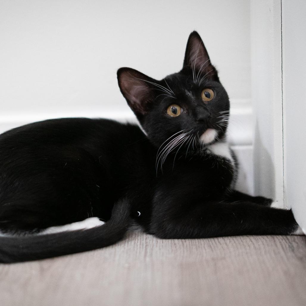 Orion, Adoptable, Young Female Domestic Short Hair.