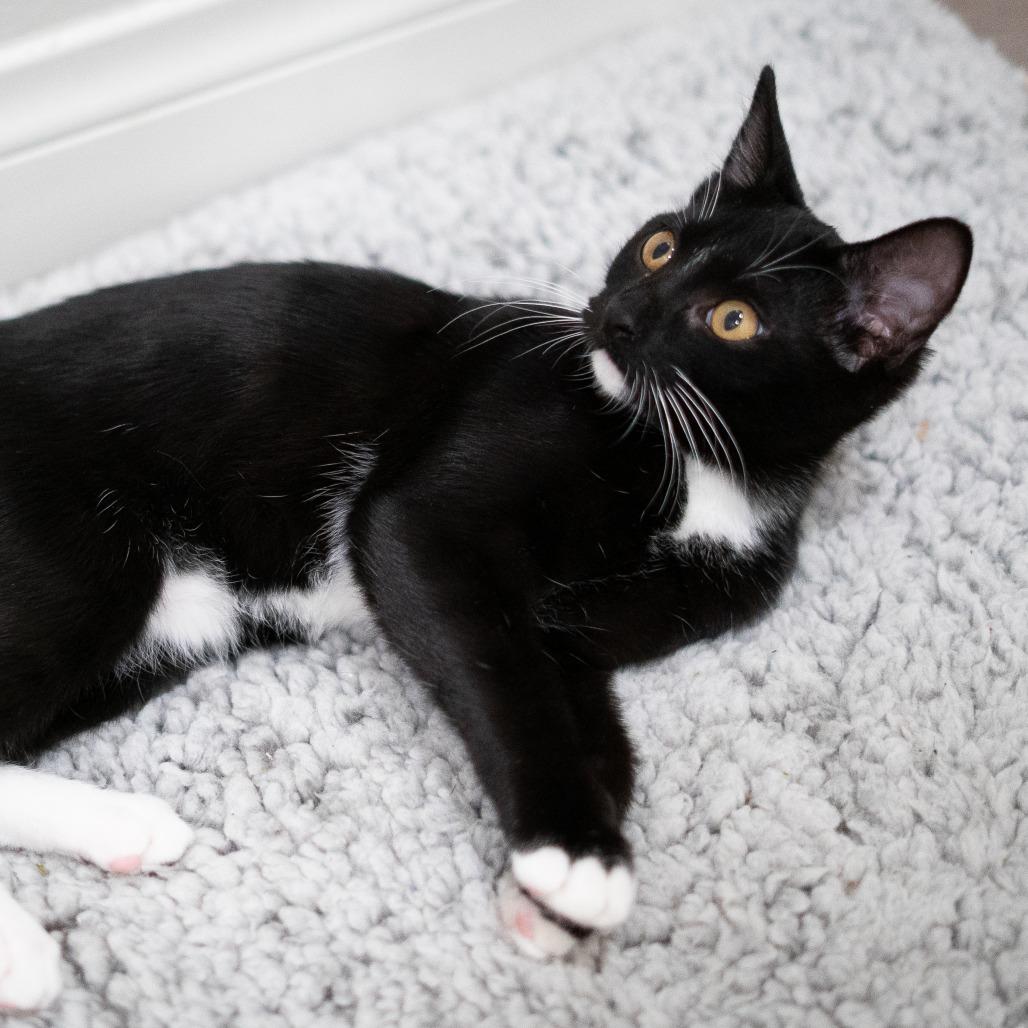 Enlarge Orion, a Adoptable Domestic Short Hair in Long Beach, CA image 2/6