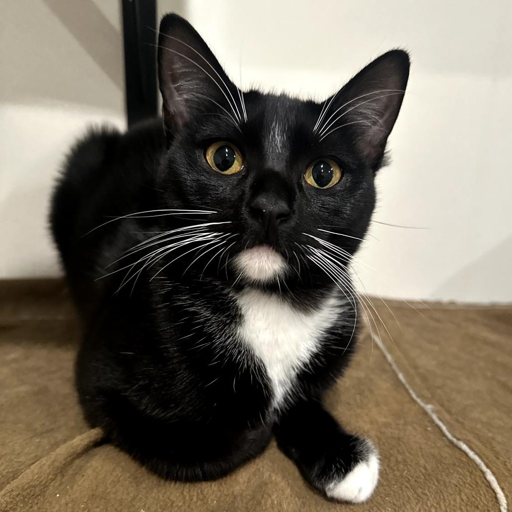 Enlarge Orion, a Adoptable Domestic Short Hair in Long Beach, CA image 3/6