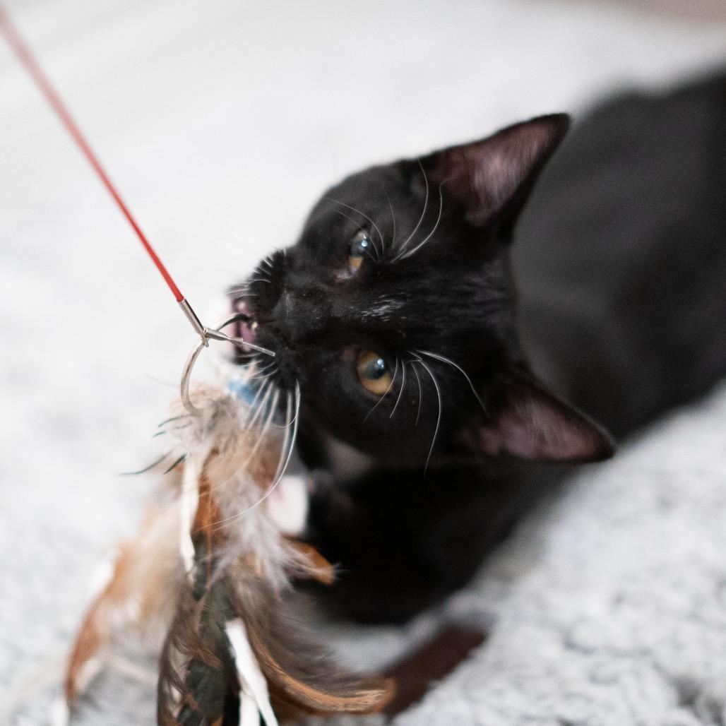 Enlarge Orion, a Adoptable Domestic Short Hair in Long Beach, CA image 4/6