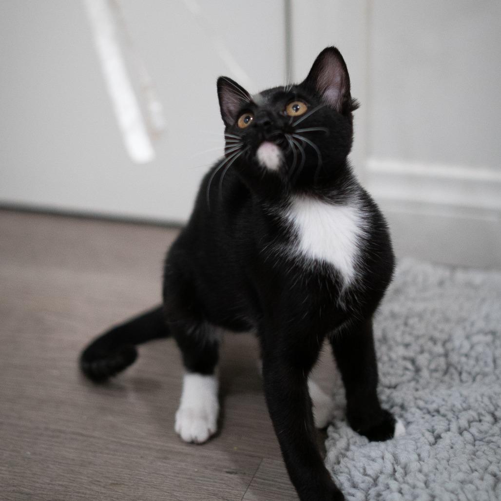 Enlarge Orion, a Adoptable Domestic Short Hair in Long Beach, CA image 5/6