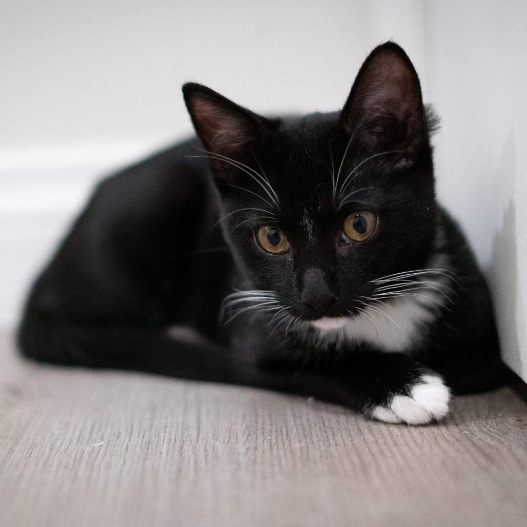 Enlarge Orion, a Adoptable Domestic Short Hair in Long Beach, CA image 6/6