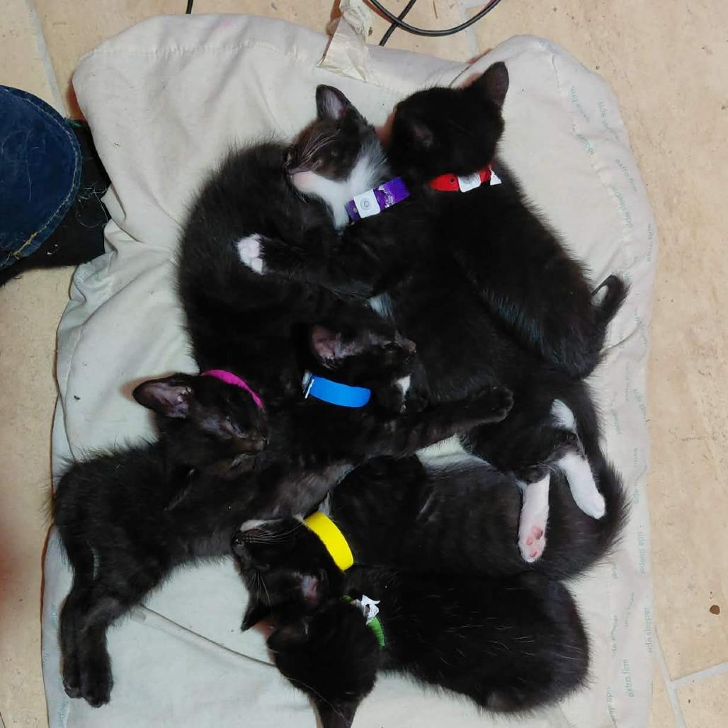 Trouble, Adoptable, Kitten Female Domestic Short Hair.