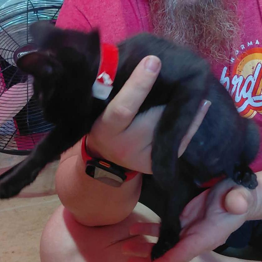 Trouble, a Adoptable Domestic Short Hair in Newcastle, OK image 2/3