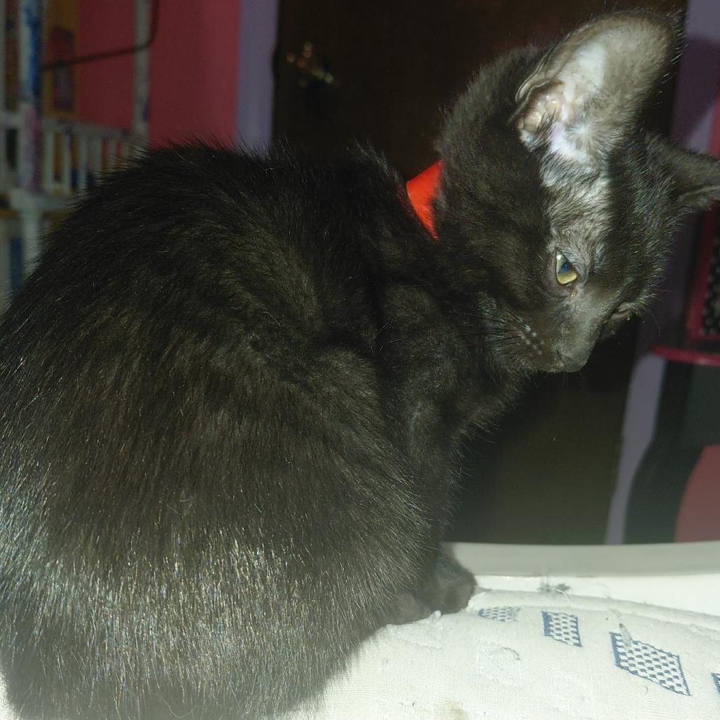 Trouble, a Adoptable Domestic Short Hair in Newcastle, OK image 3/3