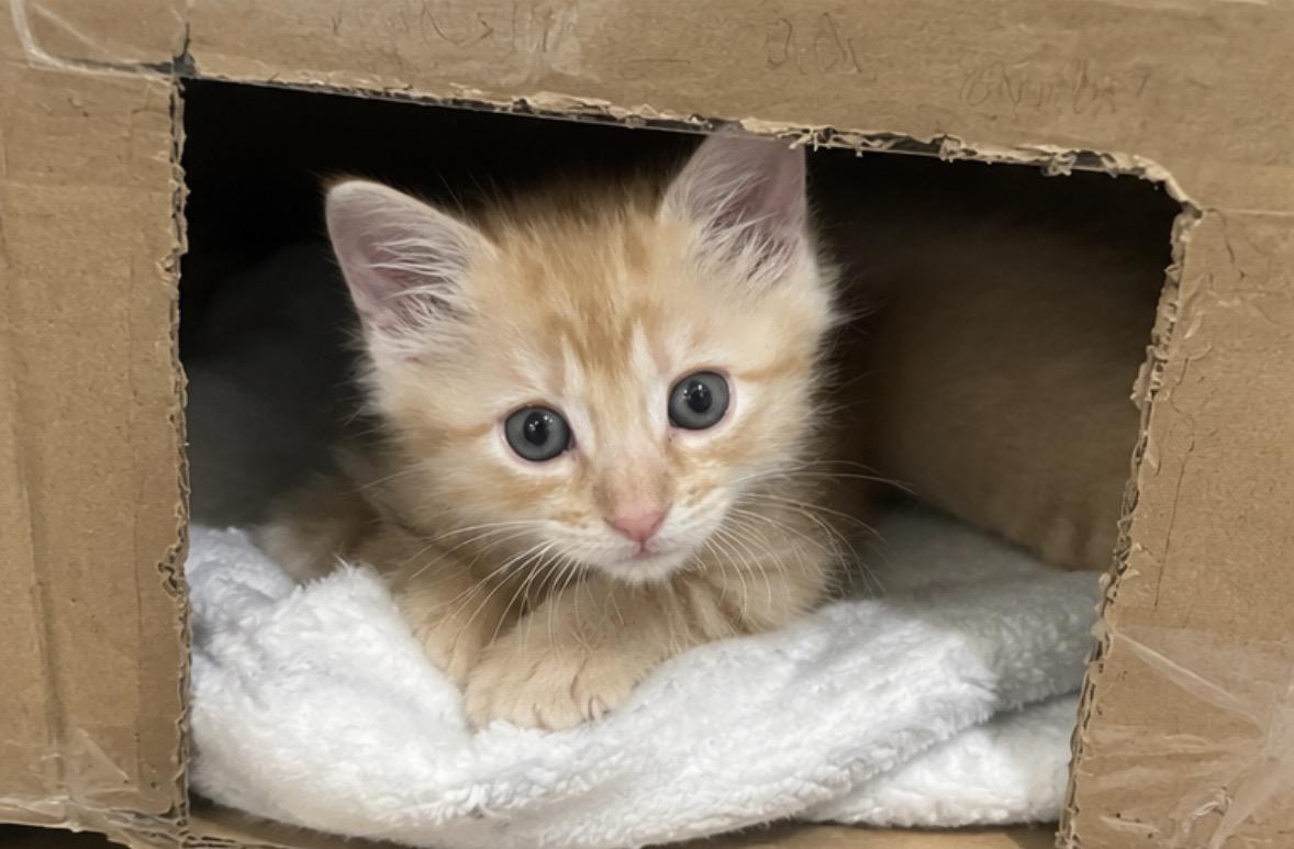 Puff Puff, an adopted mixed breed in Los Angeles, CA image 2/5
