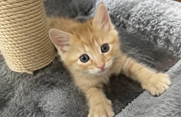 Puff Puff, an adopted mixed breed in Los Angeles, CA image 4/5
