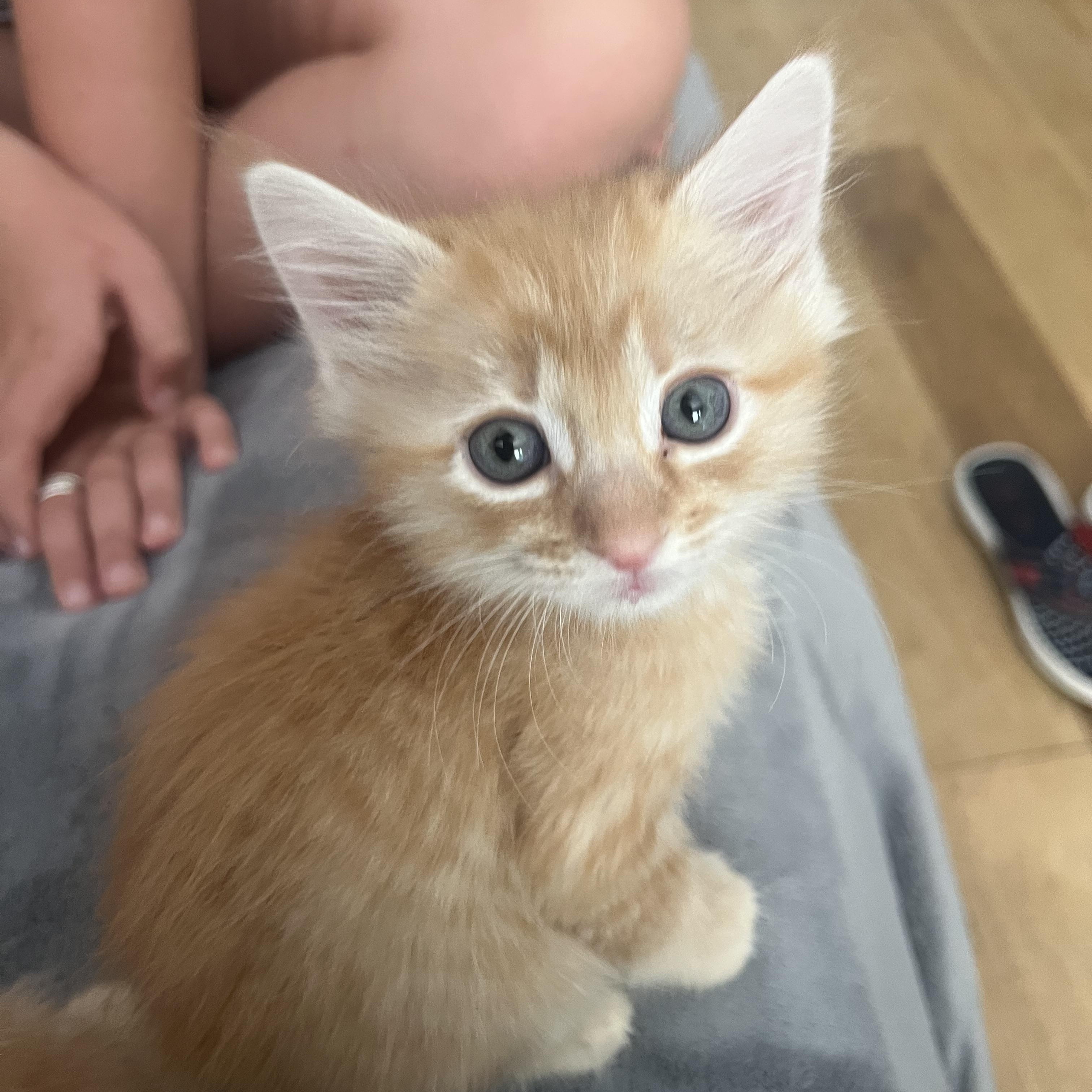 Puff Puff, adopted, Young Male Maine Coon & Domestic Medium Hair.