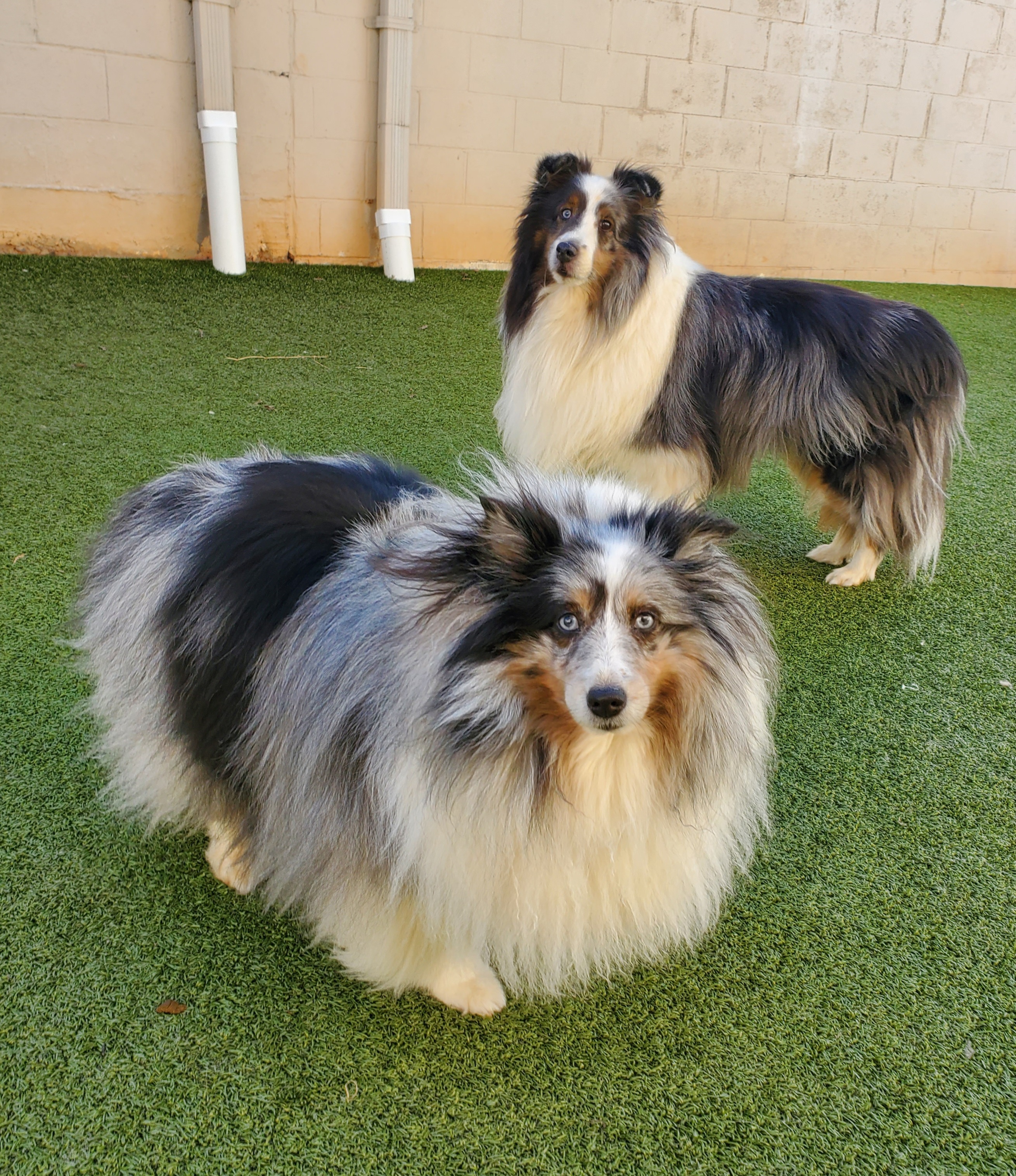Rough Collie Dog Mini Sheltie Dog Sheltie Tiny Border Collie Rough Collie  Miniature Sheltie Rescue, image size:2619x3032