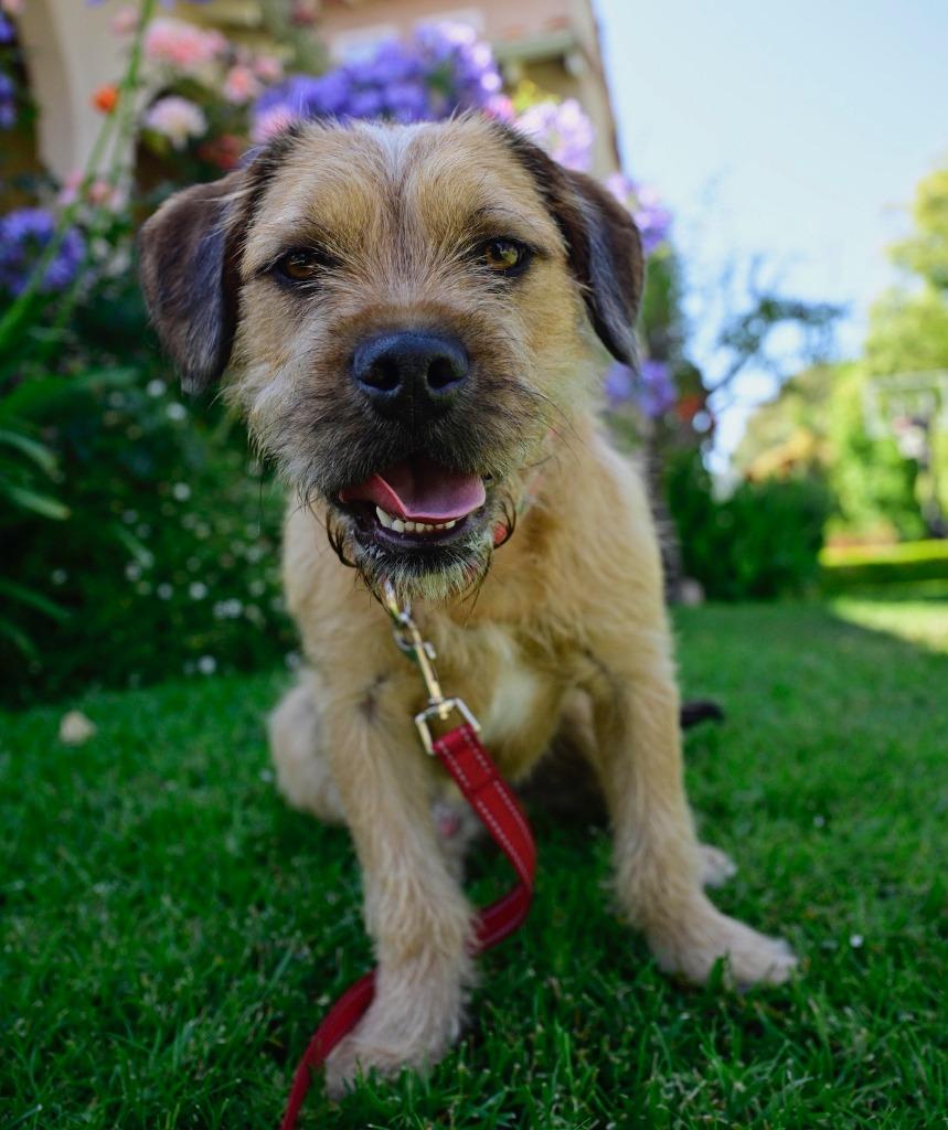 Enlarge Muddy Buddy, a Adoptable Border Terrier in Los Angeles, CA image 1/6
