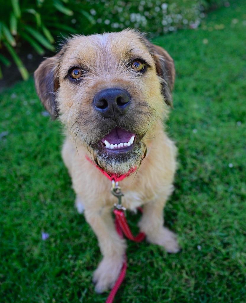 Enlarge Muddy Buddy, a Adoptable Border Terrier in Los Angeles, CA image 2/6
