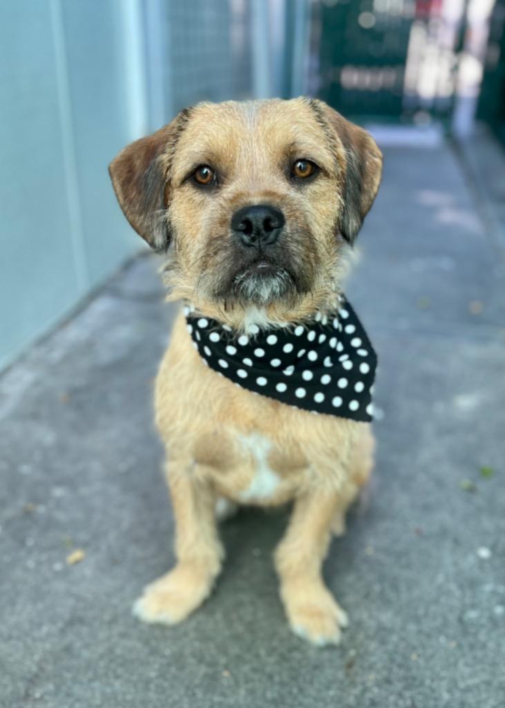 Enlarge Muddy Buddy, a Adoptable Border Terrier in Los Angeles, CA image 3/6