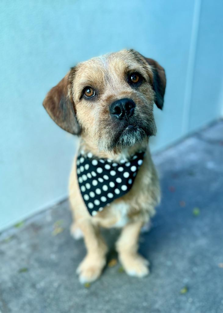 Enlarge Muddy Buddy, a Adoptable Border Terrier in Los Angeles, CA image 4/6