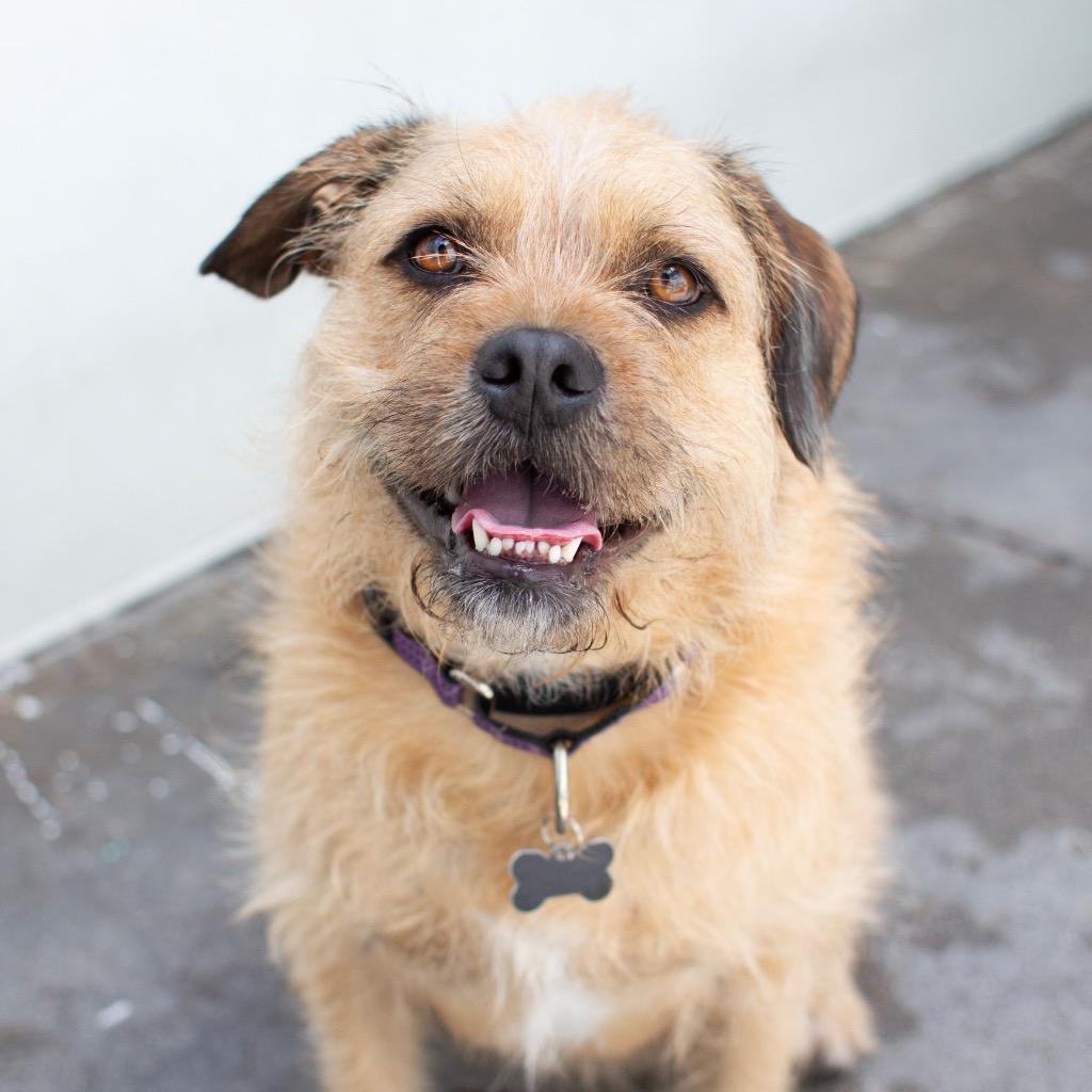 Enlarge Muddy Buddy, a Adoptable Border Terrier in Los Angeles, CA image 5/6